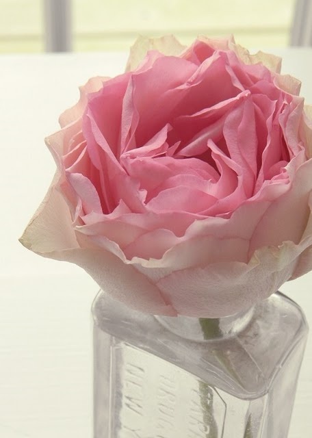 Photo:  pink flower